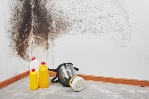 Insurance-Related Mold Remediation