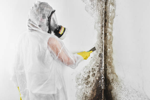 Best Basement Mold Remediation in Oak Harbor, WA