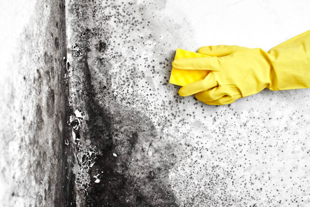 Best Black Mold Remediation in Oak Harbor, WA