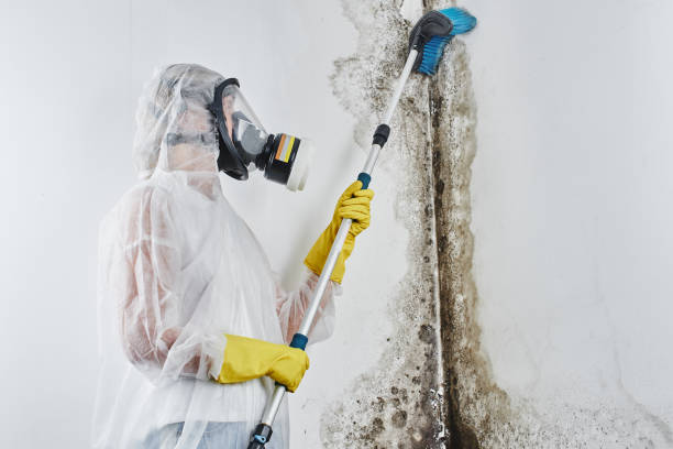 Best Industrial Mold Remediation in Oak Harbor, WA