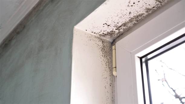 Professional Mold Remediation in Oak Harbor, WA