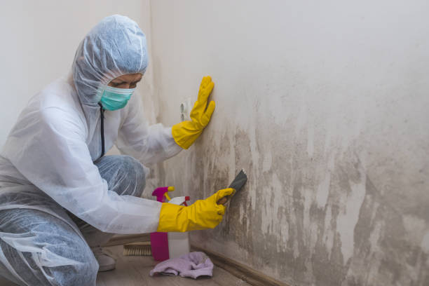 Best Residential Mold Remediation in Oak Harbor, WA