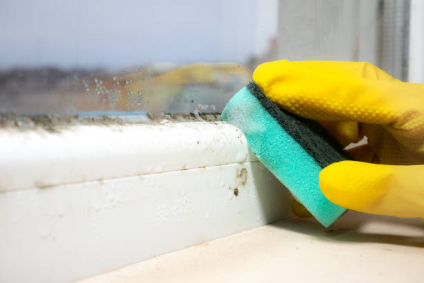 Best Black Mold Remediation in Oak Harbor, WA