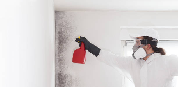 Best Commercial Mold Remediation in Oak Harbor, WA