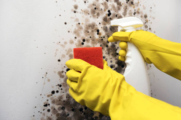 Best Emergency Mold Remediation in Oak Harbor, WA