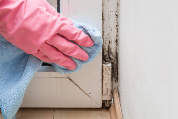 Best Insurance-Related Mold Remediation in Oak Harbor, WA