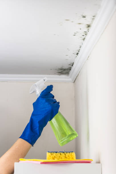 Best Residential Mold Remediation in Oak Harbor, WA